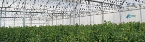 What is the staking Tomatoes with Handset Hangers